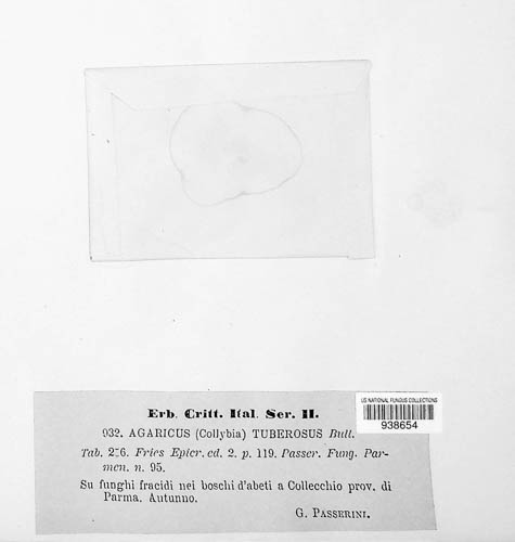 Collybia tuberosa image